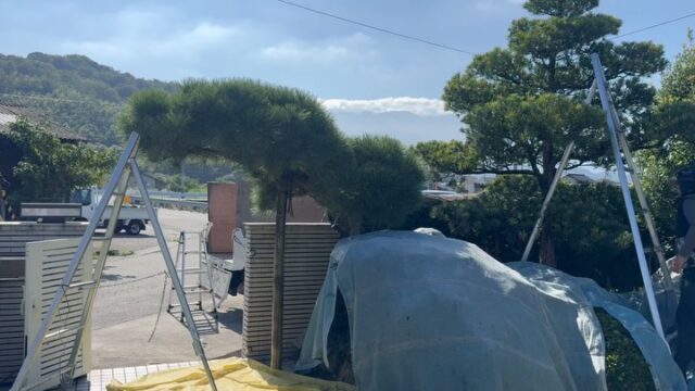 実家のお手入れ
before and after‼️
マキの葉ムシリ剪定が綺麗😍
#植木屋 
#庭師 
#庭仕事