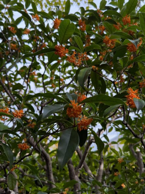 キンモクセイ、開花遅くねぇー😳
#温暖化
#植木屋