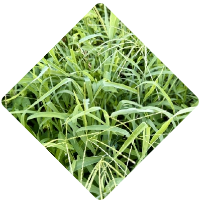 造園、芝庭施工の様子